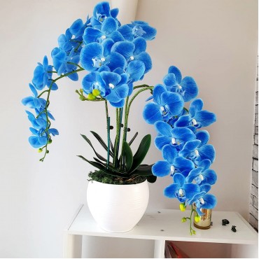 Living Room Orchid Flower